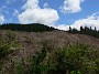4.23- Coupe de foret plantee